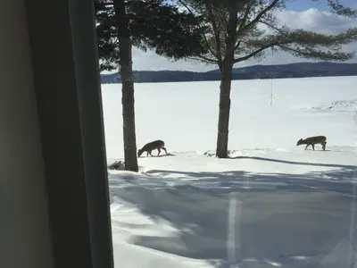 Two deer crossing the snow in front of the frozen Lac-Simon — Chalet Beach House — Lac-Simon, Outaouais